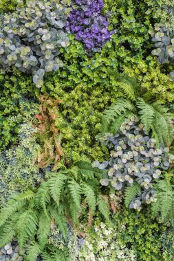 Dikey Bahçe duvar arka plan