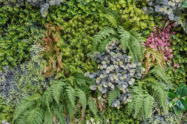 Dikey Bahçe duvar arka plan