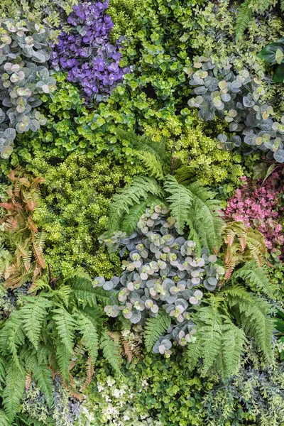 垂直花园墙背景 — 图库照片