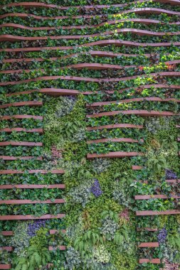 Dikey Bahçe duvar arka plan, çeşitli bitkilerin 