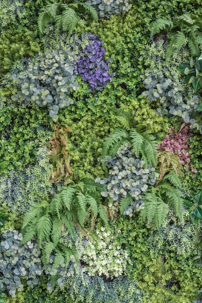 Latar belakang dinding kebun vertikal, berbagai tanaman — Stok Foto