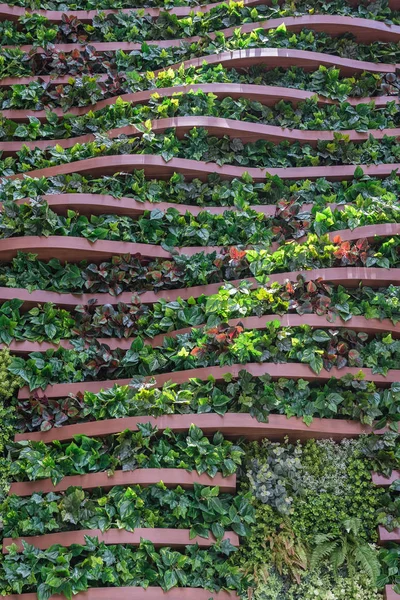 Latar belakang dinding kebun vertikal, berbagai tanaman — Stok Foto