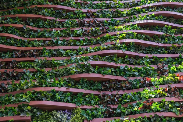 Fondo de pared de jardín vertical — Foto de Stock