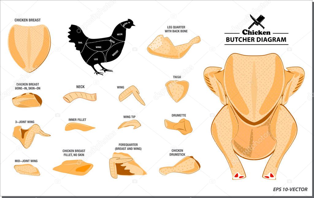 chicken butcher diagram or part of hen butcher concept.  