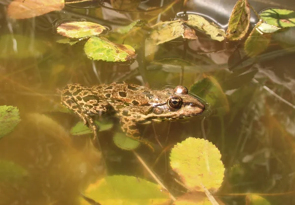 Toad in the pond with algae — Stock Photo, Image