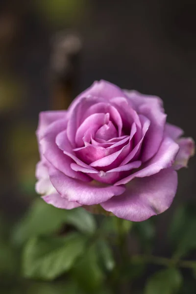 Rose purple in nature on a dark background — Stock Photo, Image