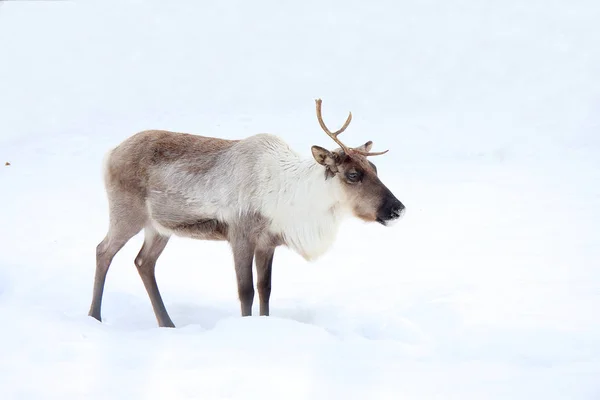 El Reno en la nieve — Foto de Stock