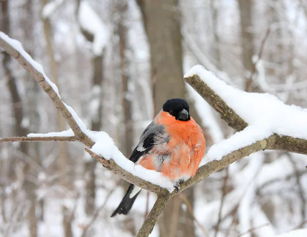 Il Bullfinch sul ramo — Foto Stock