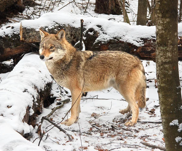 Λύκος στεπών το χειμώνα — Φωτογραφία Αρχείου