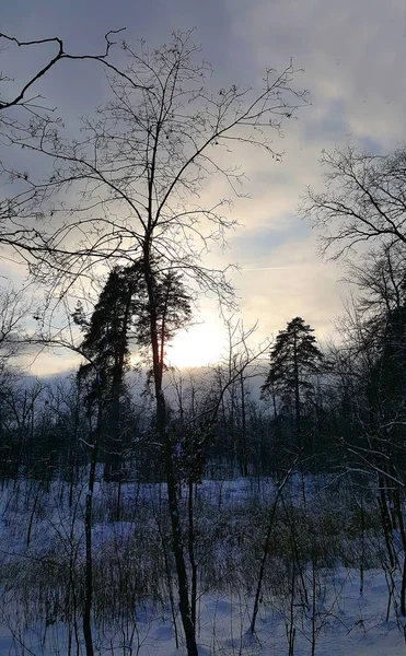 曇りの日の木 — ストック写真