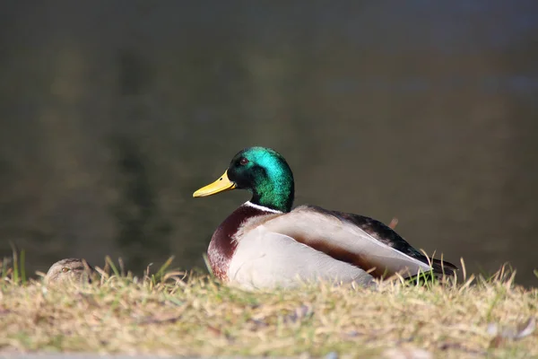 Divoký Kačer na břeh — Stock fotografie