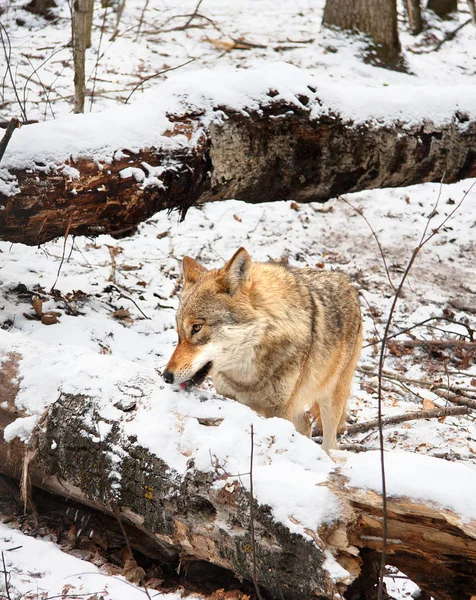 Το she wolf πρέζες χιόνι από το δέντρο υποχώρησαν προς τα κάτω — Φωτογραφία Αρχείου