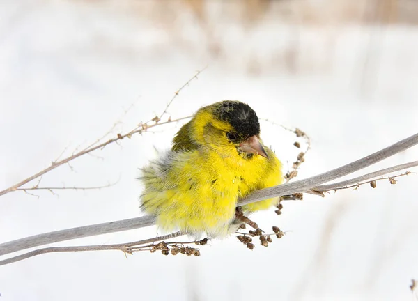 The ruffled-up siskin sits on a grass — Stock Photo, Image