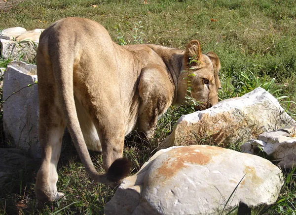 De leeuwin heeft geraden een spoor onder stenen — Stockfoto