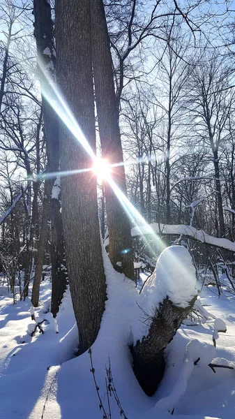 ロシアの木冬の午後 — ストック写真