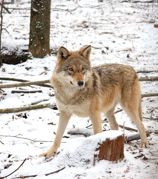 Steppe wolvin in de winter — Stockfoto
