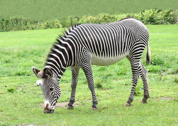 Das Zebra knabbert an einem Gras — Stockfoto