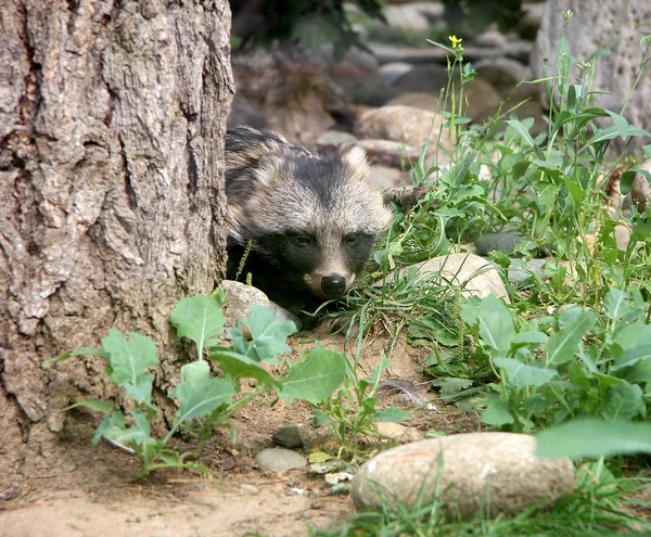 Raccoon dog about a tree