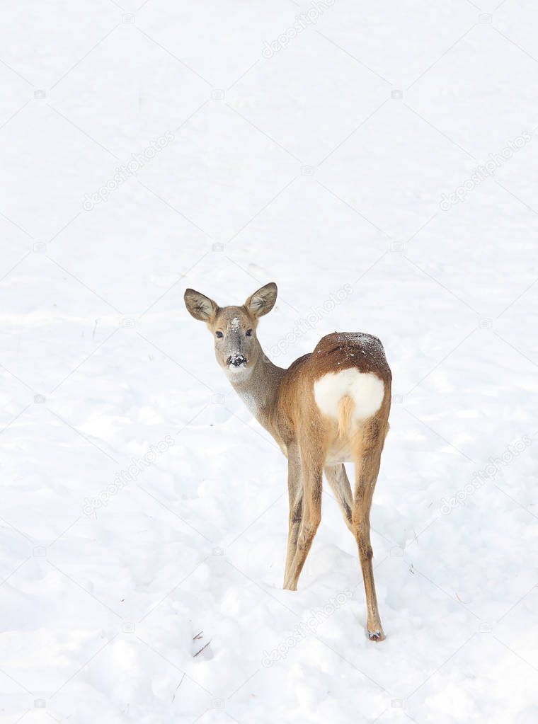 Deer on a snow-covered glade. Russian nature