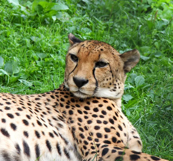 Cheetah portrait against the background of a green grass. Africa — Stock Photo, Image