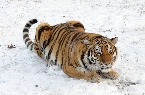 Amur tiger on snow. Russian nature — Stock Photo, Image