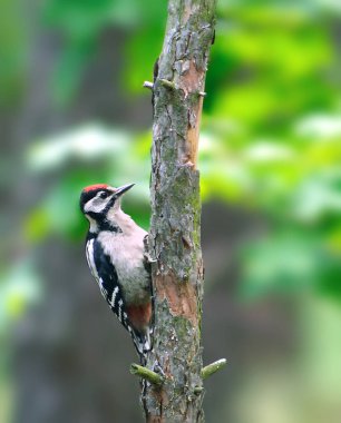 Büyük Benekli Ağaçkakan