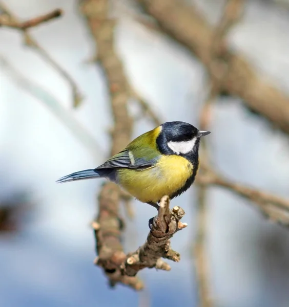 Grande Mésange (Parus major  ) — Photo