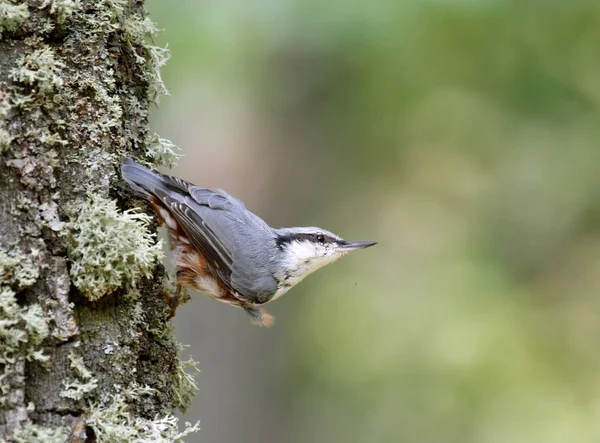 Nuthatch ( Sitta europaea ) — Fotografia de Stock