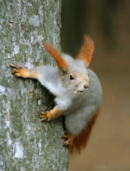 Esquilo em um tronco de pinho (Sciurus  ) — Fotografia de Stock