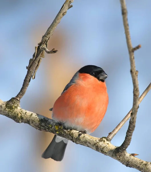 Bullfinch eurasiano (Pirrácula pirrácula  ) — Fotografia de Stock