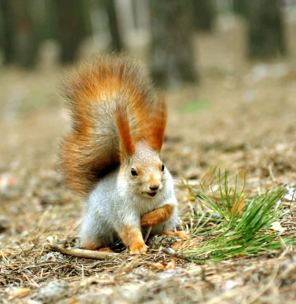 Squirrel on the earth the covered needles ( Sciurus ) Royalty Free Stock Photos