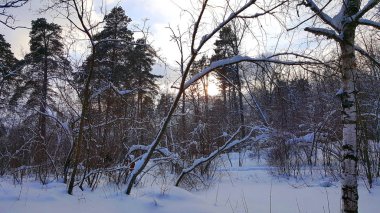 Kış orman bulutlu öğleden sonra