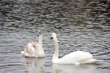 Beyaz Kuğu evli çift