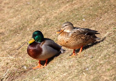 Vahşi drake ve karaya ördek
