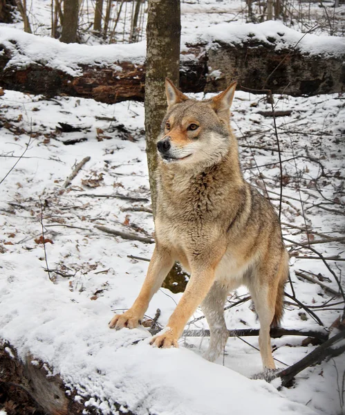 A wolf költségek paws-ra zuhant le fa — Stock Fotó