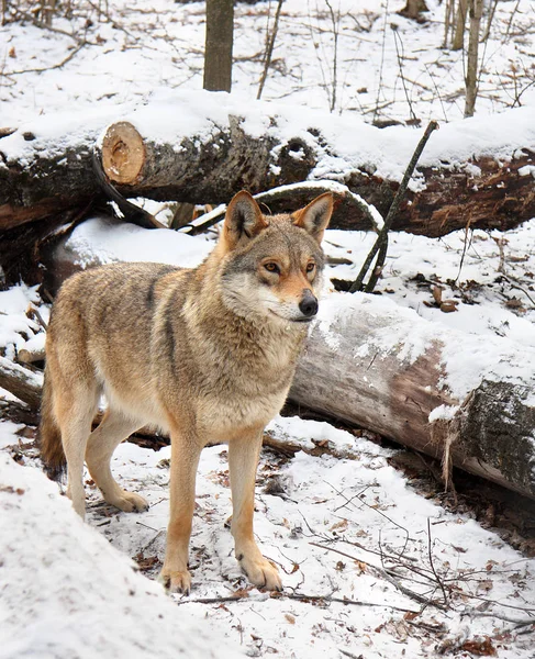 The wolf costs between the tumbled-down trees