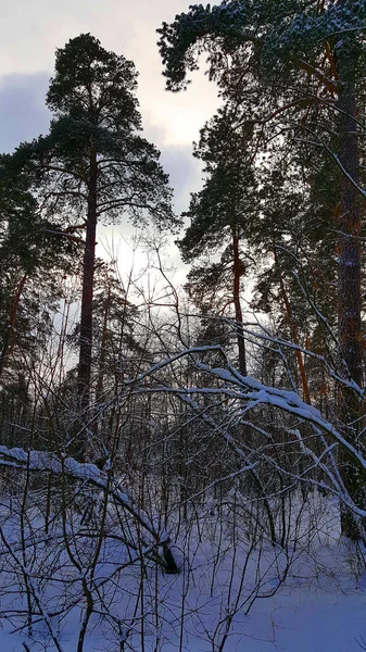 Зимний лес в облачный день после снегопада — стоковое фото