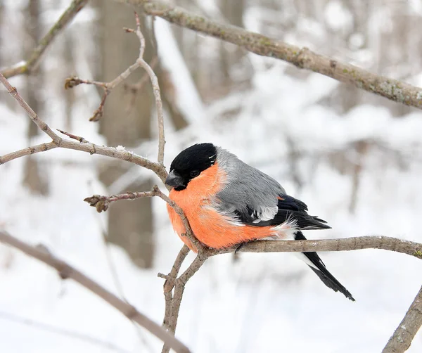 Il bullfinch con un petto rosso — Foto Stock