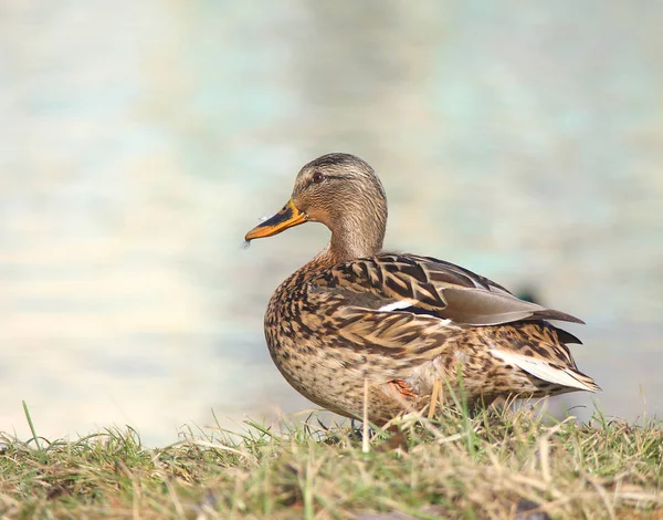 Náklady na divoké kachny na pobřeží — Stock fotografie