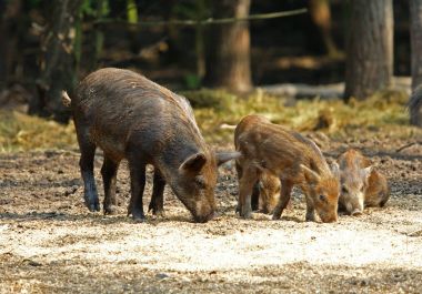 Yaban Domuzu ( Sus scrofa )