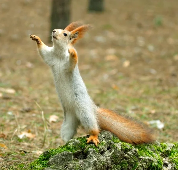 Veverka stojí za bránění nohou (Sciurus ) — Stock fotografie