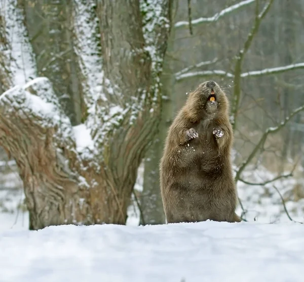 Bobr Evropský (Castor fiber ) — Stock fotografie