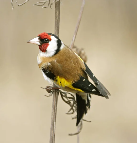 Goldfinch senta-se em uma grama — Fotografia de Stock