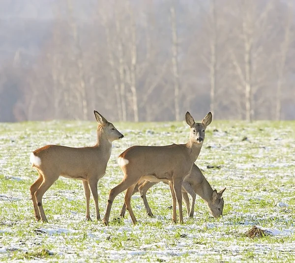 Roe Deer (Capreolus capreolus)  ) — стоковое фото