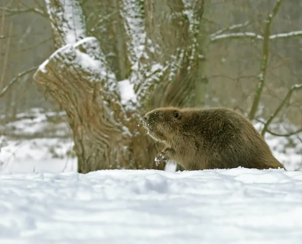 Europese bever (Castor fiber ) — Stockfoto