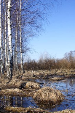 Huş grove Gölü kıyısında