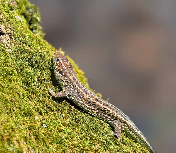 Ящірка на моховий дерево — стокове фото