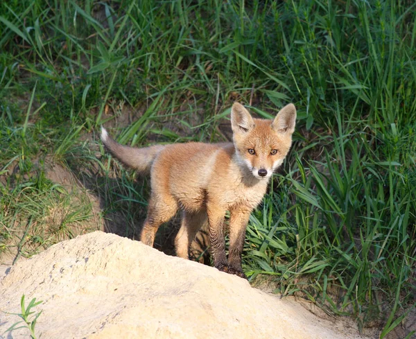 Красный лис (Vulpes vulpes)  ) — стоковое фото