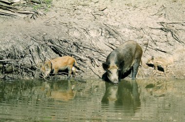 Yaban Domuzu ( Sus scrofa )