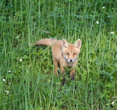 Kızıl Tilki (Vulpes vulpes )